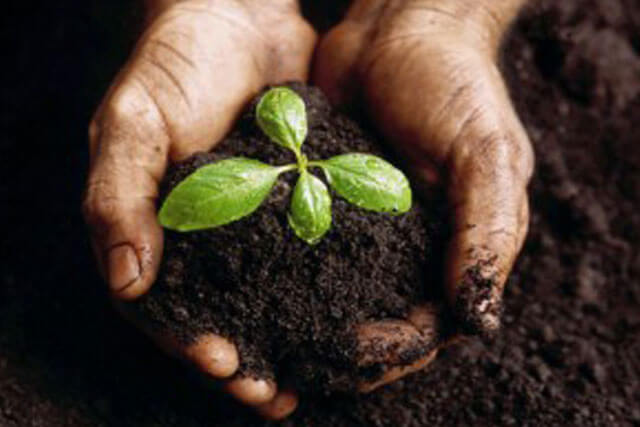 Play in the Dirt for Good Mental Health